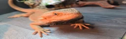 Bearded Dragon reptiles for sale: Stunning 18 month old bearded dragon - Advert 4