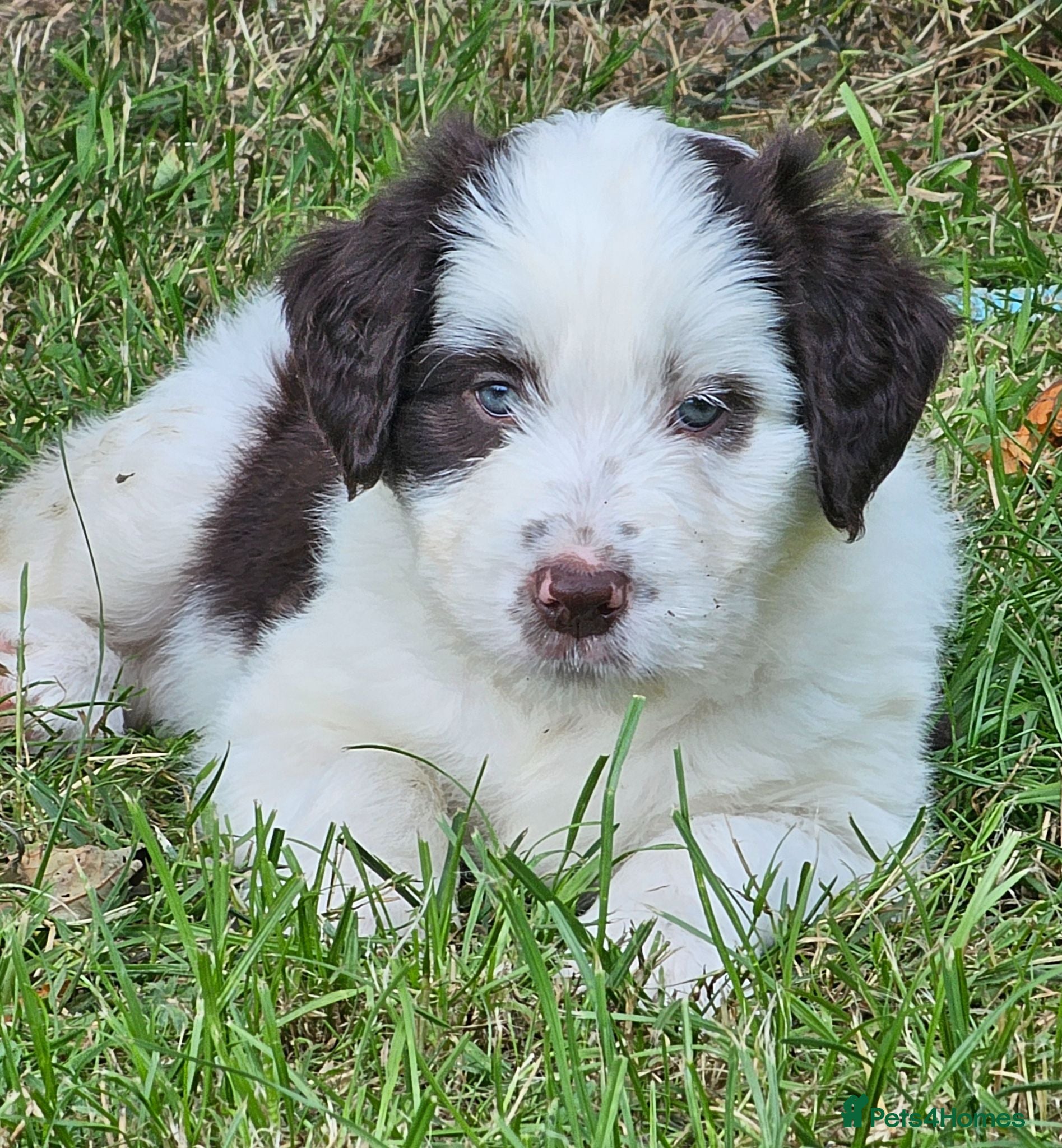Bordoodle dogs Handsome doodle boy pups - Advert 1