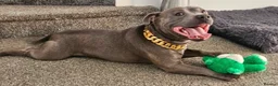 Staffordshire Bull Terrier dogs for stud: Male staff - Advert 4