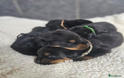 Rottweiler dogs for sale: Stunning Rottweiler puppy’s  - Image 6