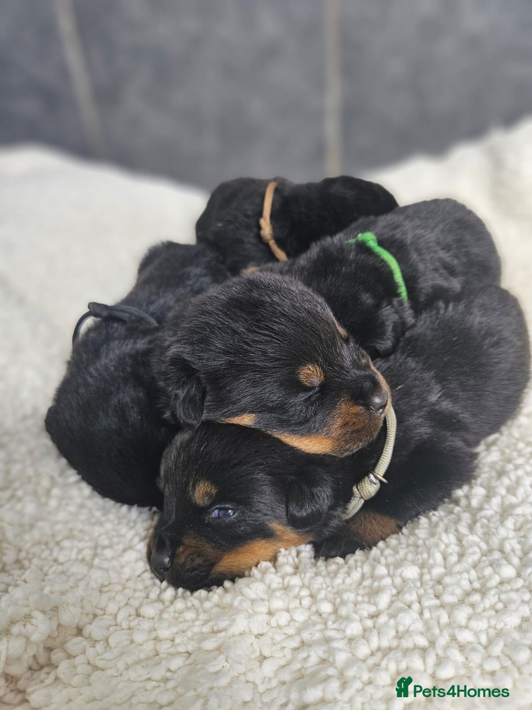 Rottweiler dogs for sale: Stunning Rottweiler puppy’s  - Image 6