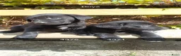 Borador dogs for sale: Beautiful, playful borador puppies in Aberystwyth - Advert 1