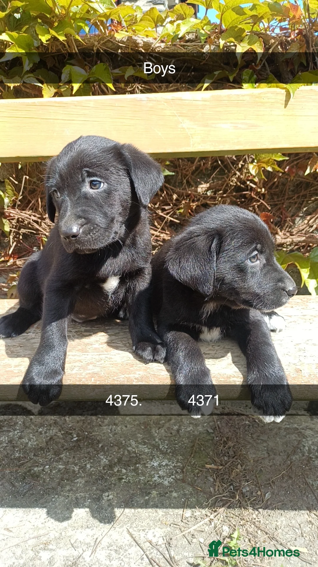 Borador dogs for sale: Beautiful, playful borador puppies in Aberystwyth - Advert 1