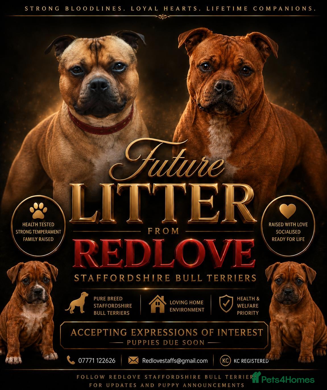 Staffordshire Bull Terrier dogs 🥨 2 Amazing Red boys 🥨 - Advert 2