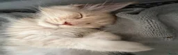 Maine Coon cats for sale: Maine Coon 3/4 Cross Kittens  - Advert 20