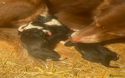 Border Collie dogs for sale: Gorgeous Border Collie - Advert 6