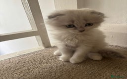 Mixed Breed cats for sale: 5 kittens - Image 12