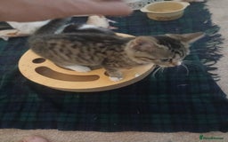 Munchkin cats for sale: Beautiful markings lush coat tabby tuxedo  - Image 23