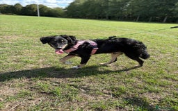 Mixed Breed dogs for adoption: Zolly  - Image 3