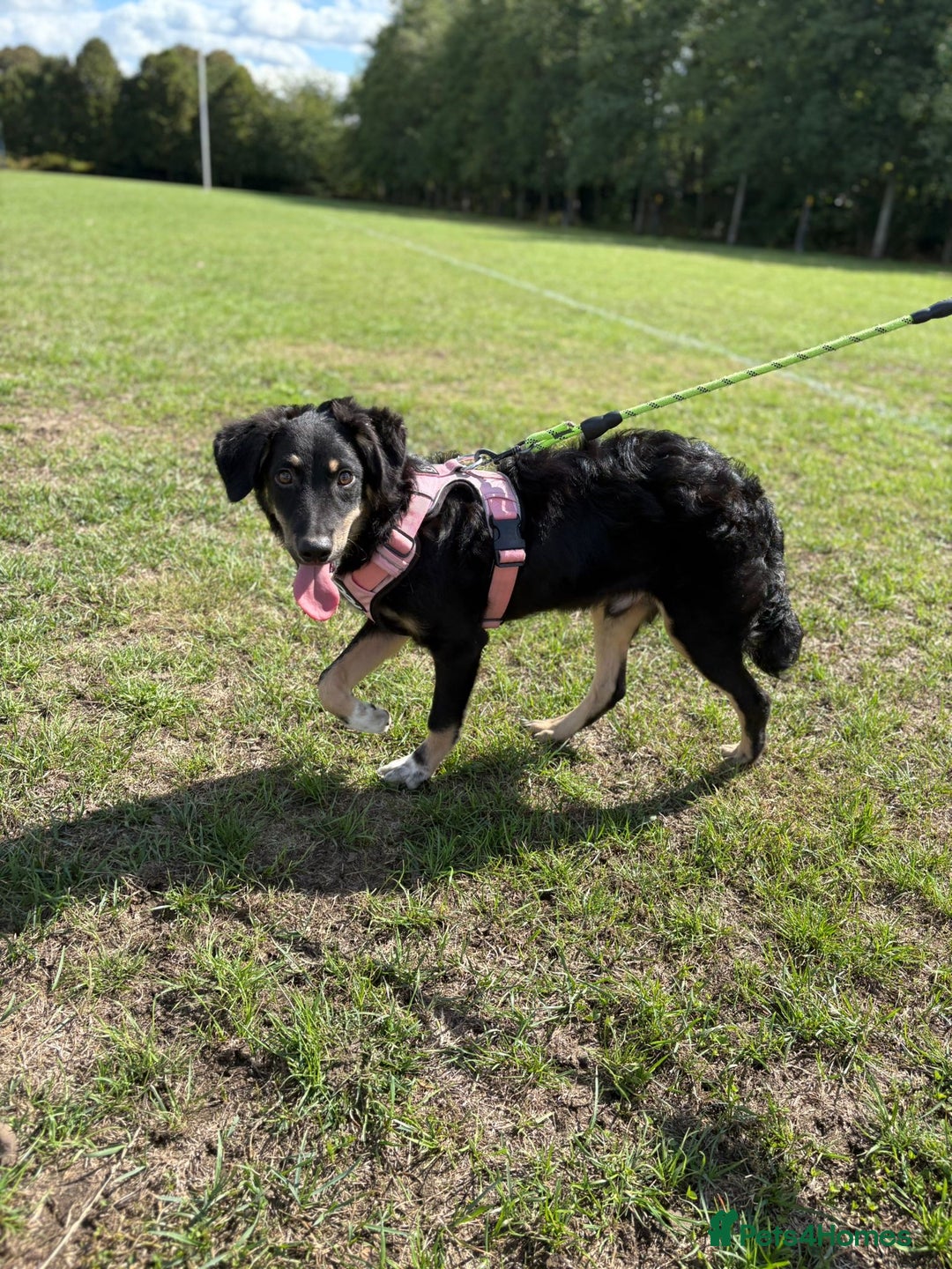 Mixed Breed dogs for adoption: Zolly  - Image 3