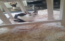 Mixed Breed cats for sale: Mother and kitten - Image 2