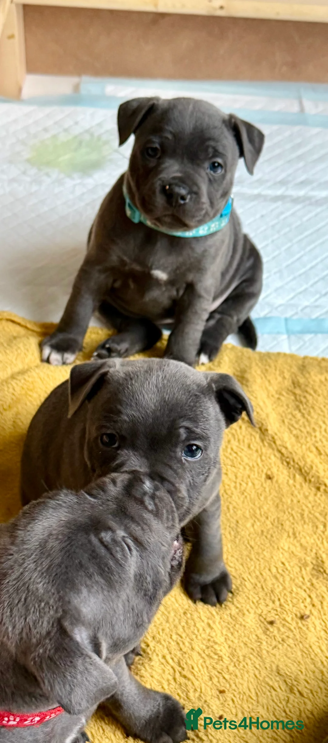 Staffordshire Bull Terrier dogs for sale: Only 1 available ; Blue Staffordshire bullterrier - Advert 26