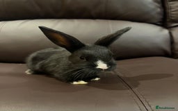 Mixed Breed rabbits for sale: Bunnies rabbits for sale - Image 6