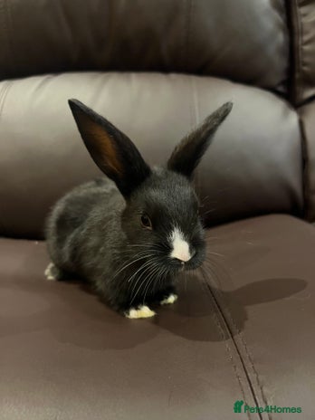 Mixed Breed rabbits Bunnies rabbits for sale - Advert 12