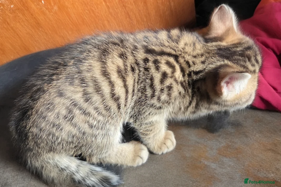 British Shorthair cats for sale: 2 male tabby kittens  - Advert 1