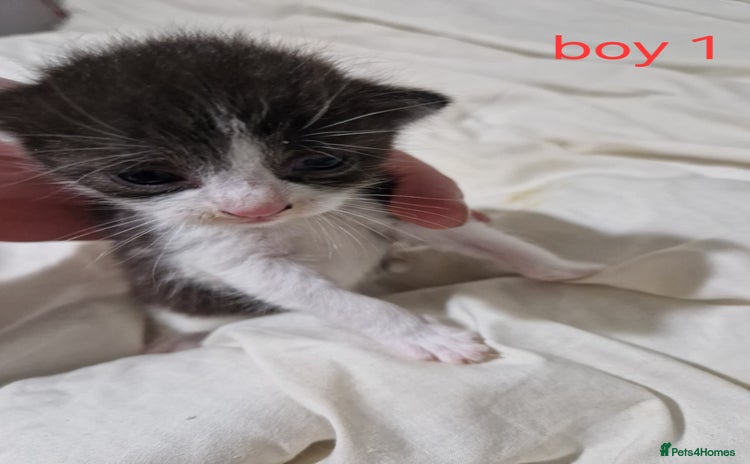 Mixed Breed cats - Advert 2