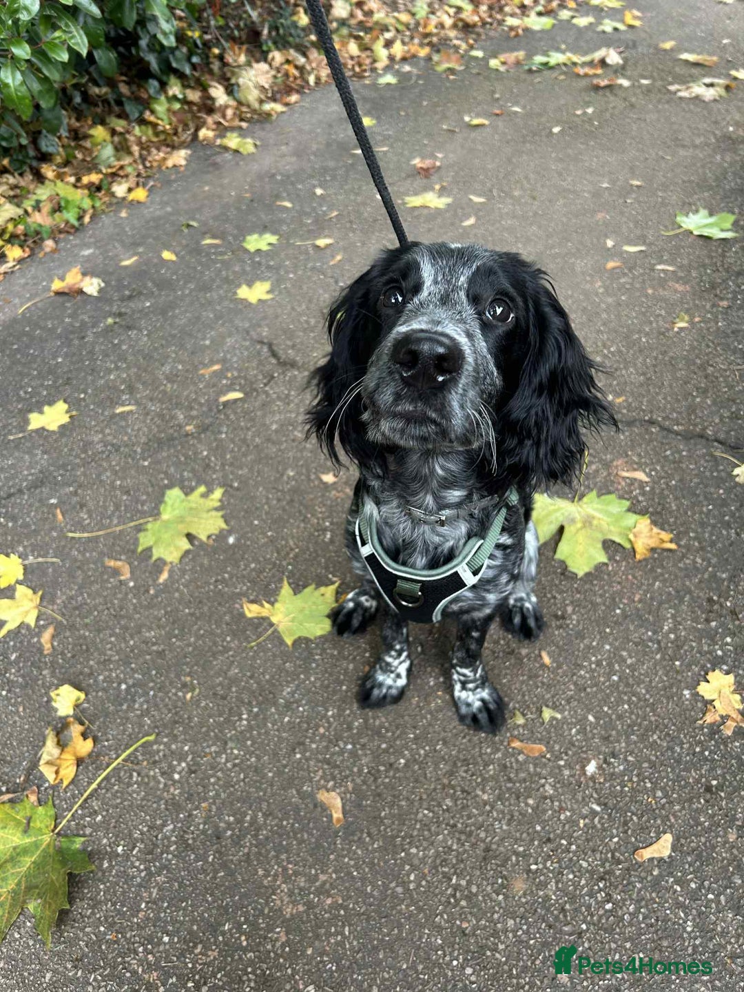 Sprocker dogs for sale: Spocker spaniel for sale  - Image 3