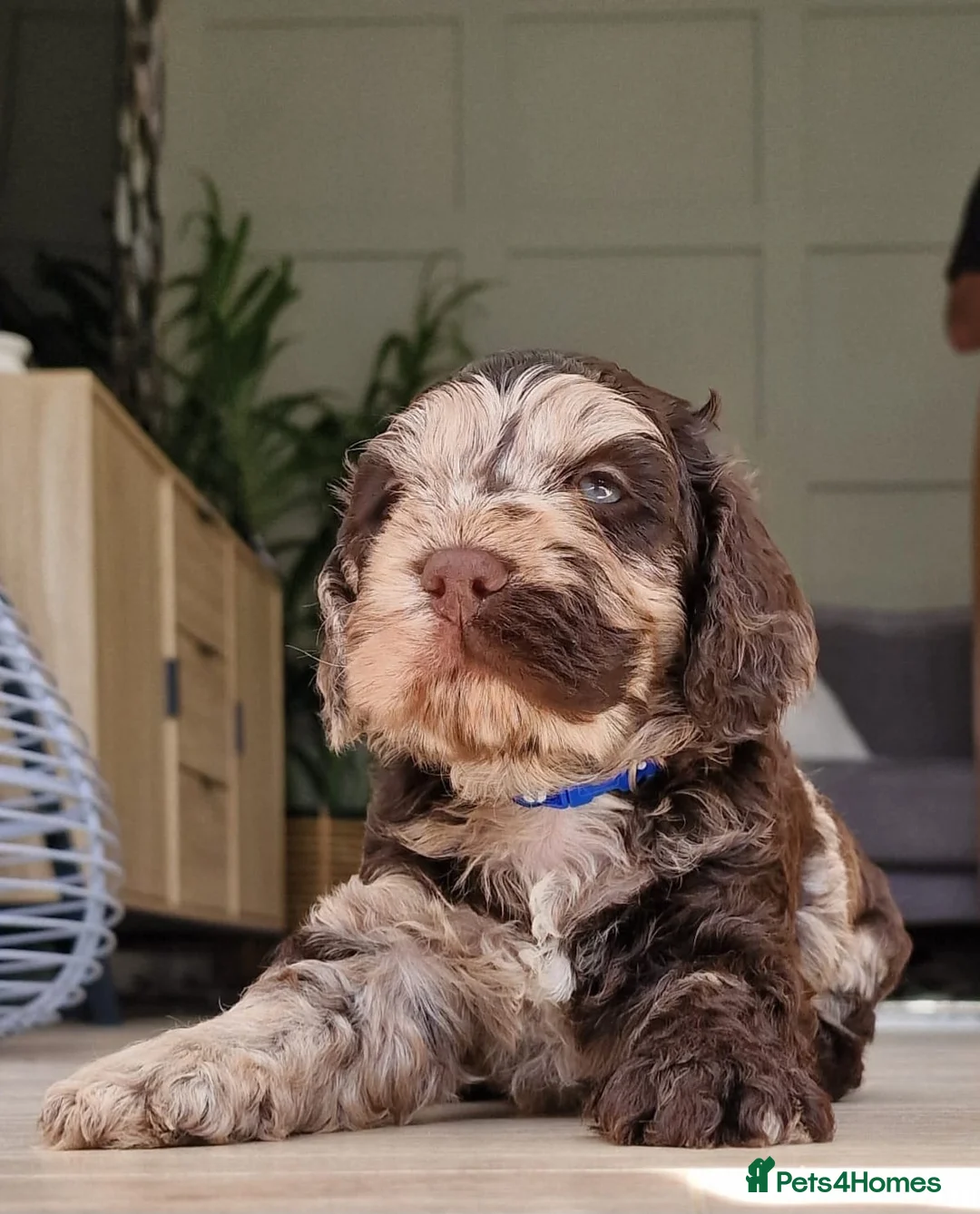 Miniature Poodle dogs for stud: Chocolate Merle Miniature Poodle for stud in Warrington - Advert 27