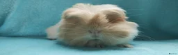 Guinea Pig rodents for sale: Beautiful pair of boys ready now  - Advert 8
