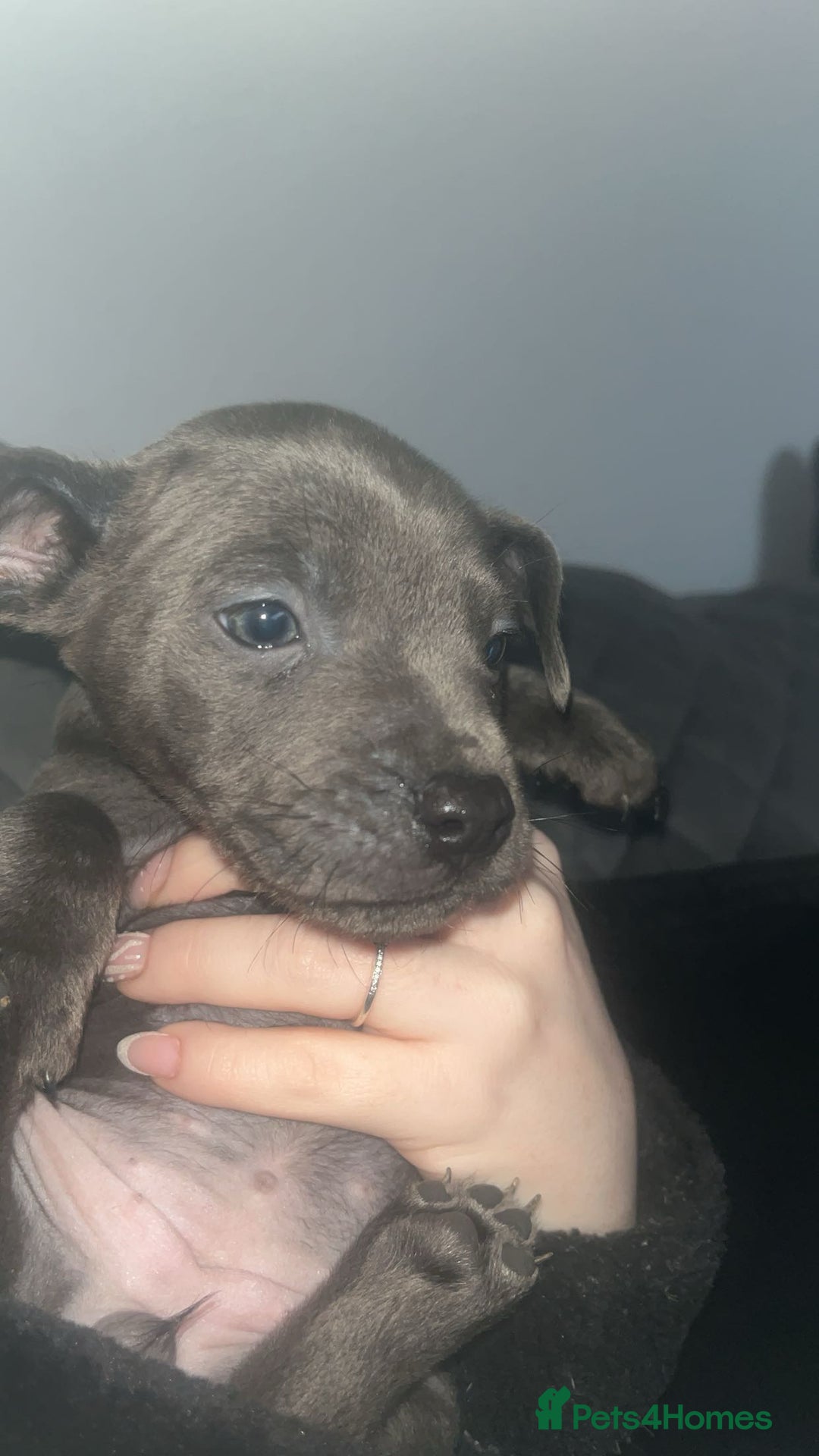 Mixed Breed dogs for sale: Staffy mix puppies for sale  - Advert 5