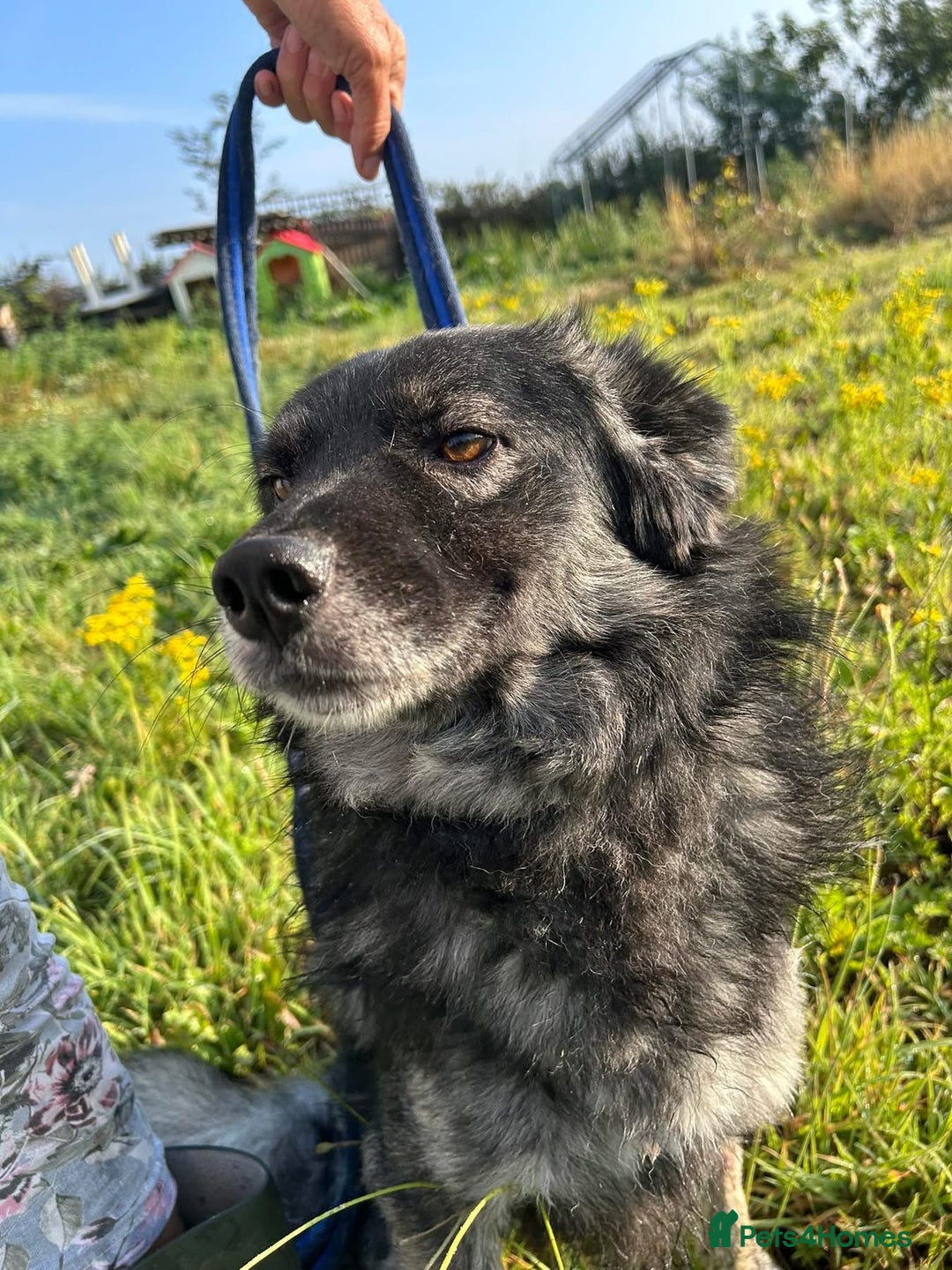 Mixed Breed dogs for adoption: Roberto - Norwich Norfolk  - Image 2