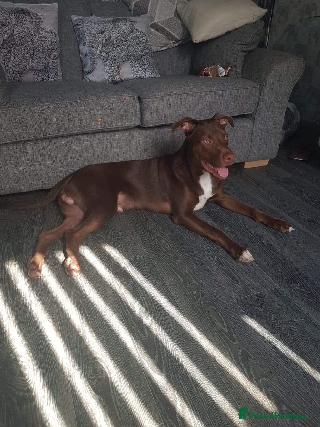 Mixed Breed dogs for sale: Xl,staffy,collie mix boy 7 months - Image 8