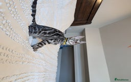 Bengal cats for sale: 🤍🖤🩶 Bengal Kittens 🩶🖤🤍 in Barnoldswick - Image 4