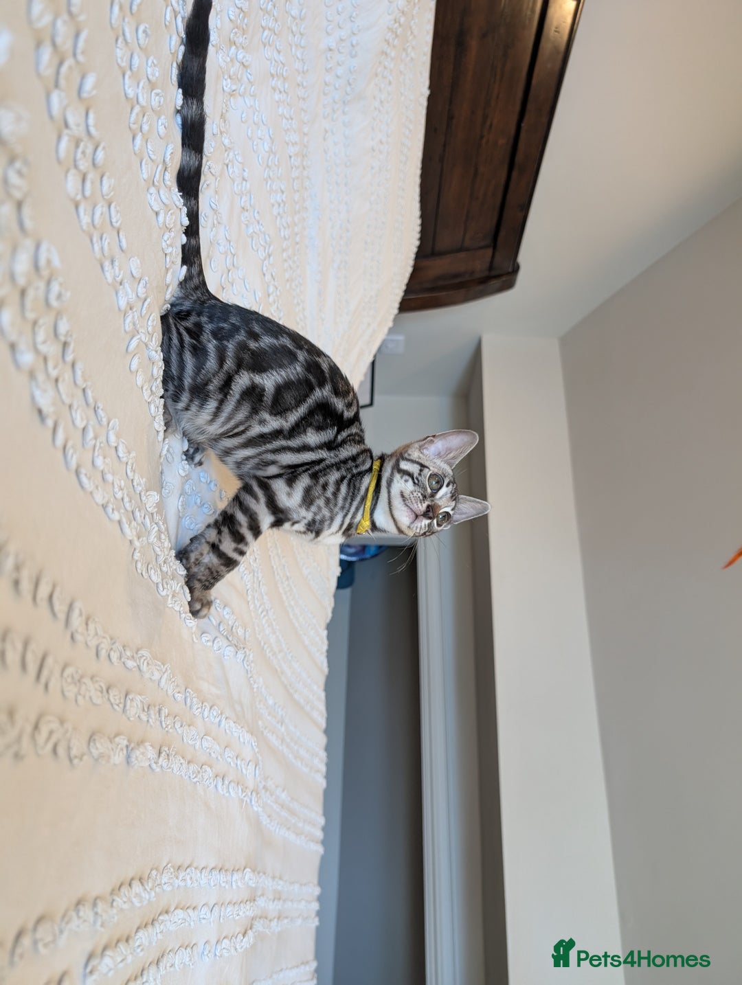 Bengal cats for sale: 🤍🖤🩶 Bengal Kittens 🩶🖤🤍 in Barnoldswick - Image 4