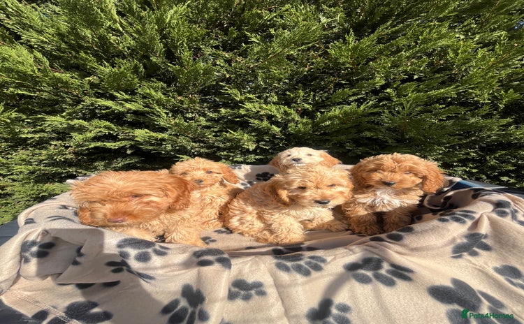 Cockapoo dogs - Advert 3
