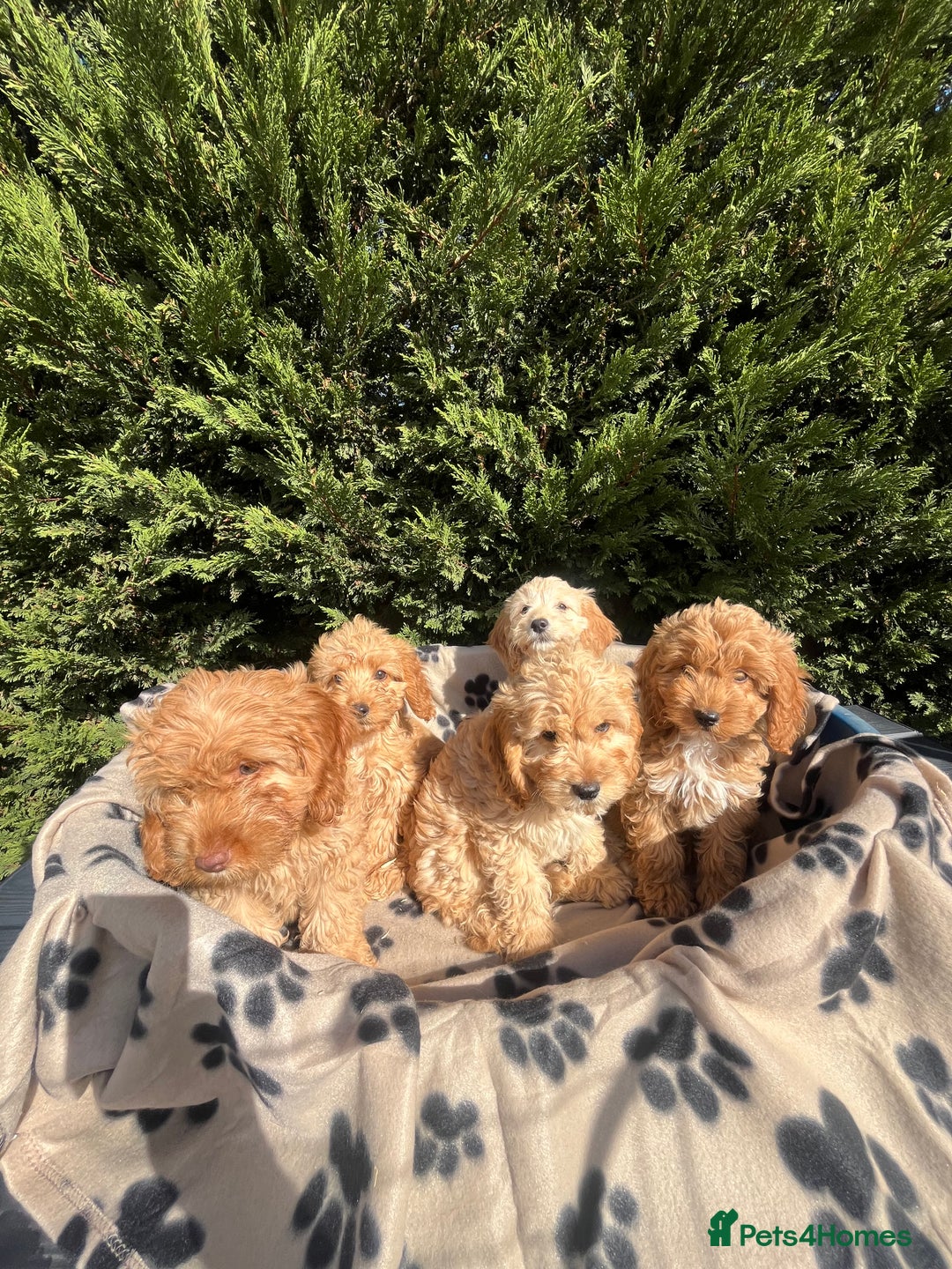 Cockapoo dogs for sale: 5 lovely f1 cockapoos  - Image 1
