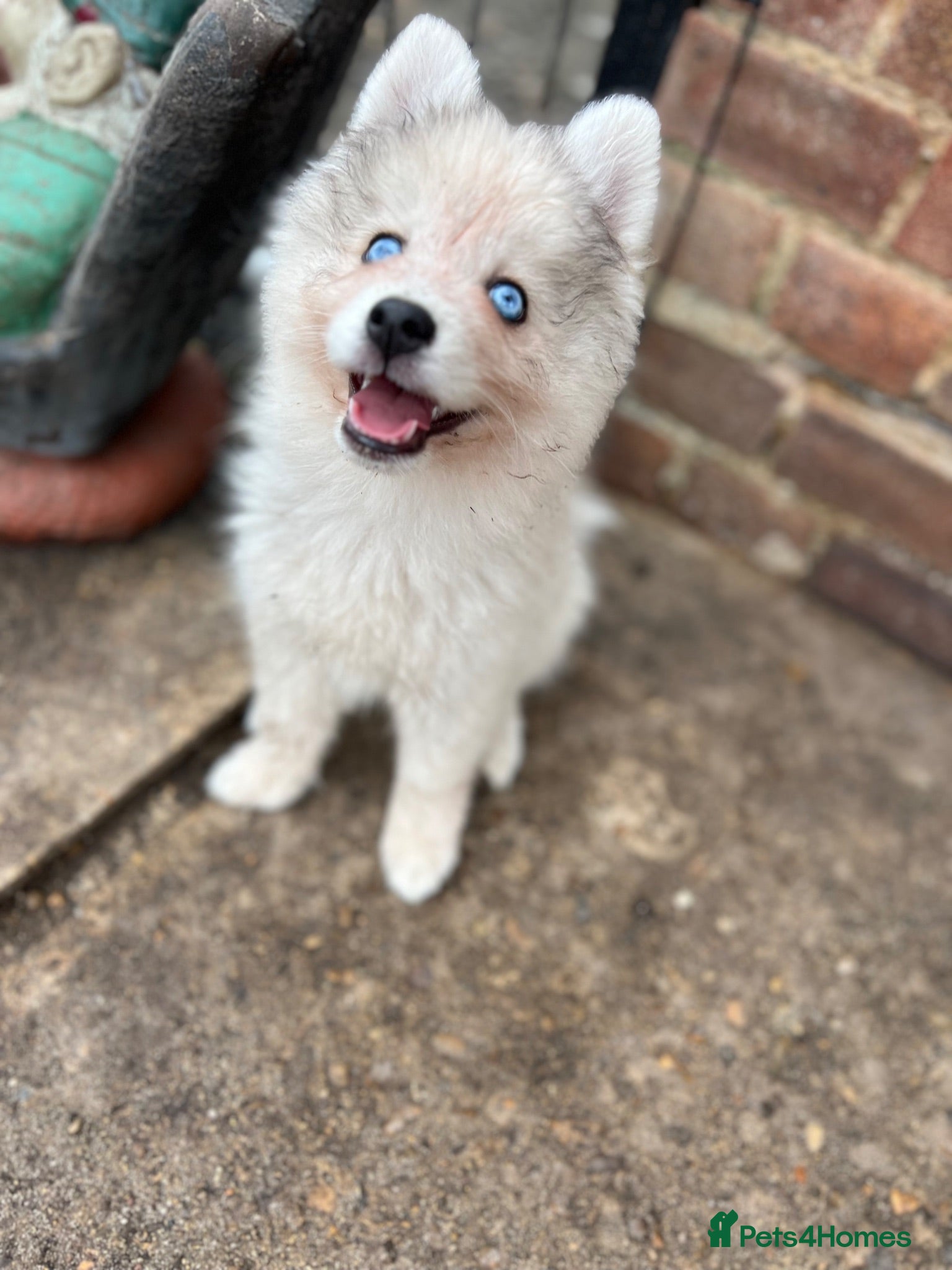 Pomsky dogs Pomsky Puppies - Advert 20