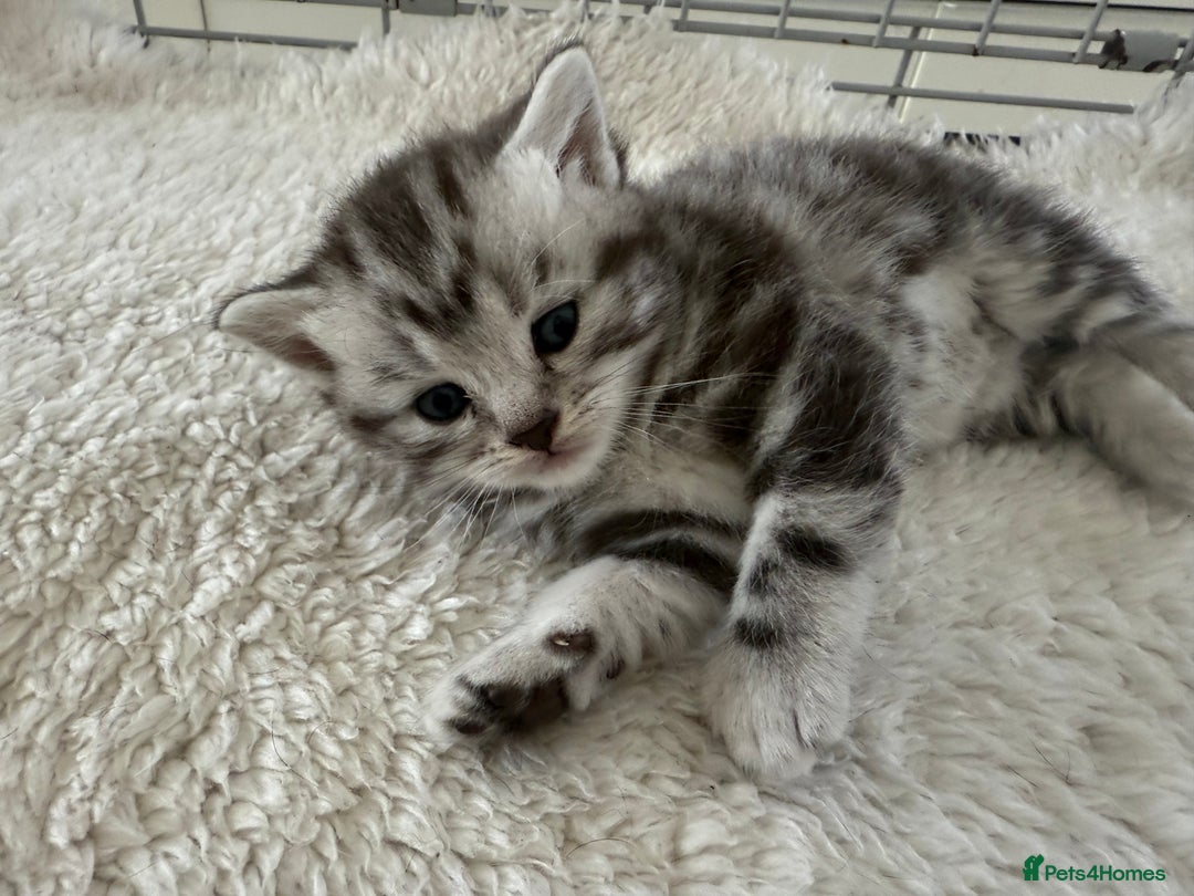 British Shorthair cats for sale: GCCF Rare Show Quality BSH Silver Tabby Kittens - Image 9