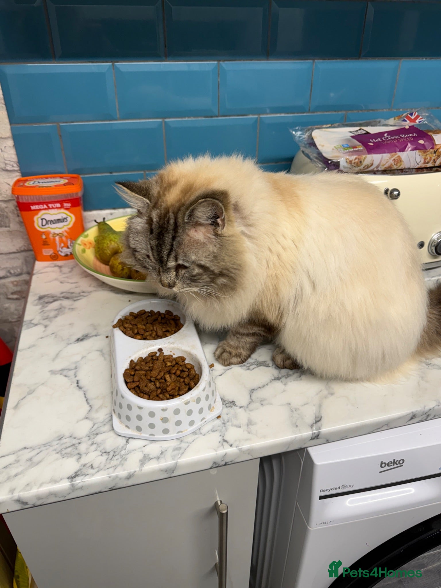 Ragdoll cats Stunning pure ragdoll kittens 10 weeks old - Advert 2