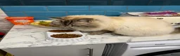 Ragdoll cats for sale: Stunning pure ragdoll kittens 10 weeks old - Advert 2