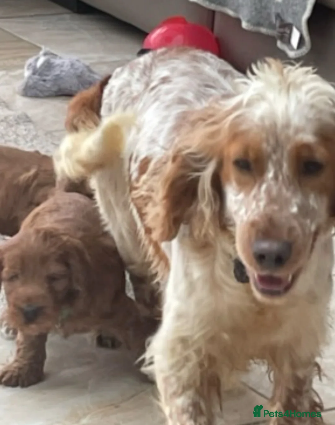 Cockapoo dogs for sale: F1 Cockapoo pups - Advert 10