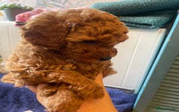 Toy Poodle dogs for sale: Tiny Red Toy Poodles Available now - Image 9