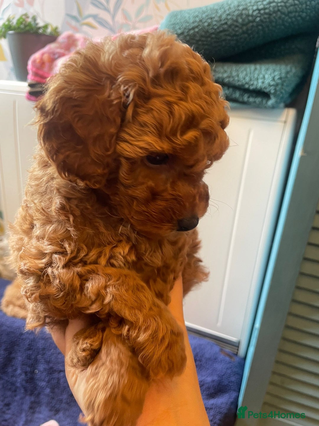 Toy Poodle dogs for sale: Tiny Red Toy Poodles Available now - Image 9