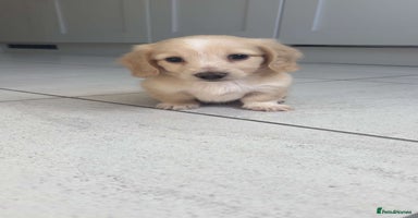 Miniature Dachshund dogs - Advert 14