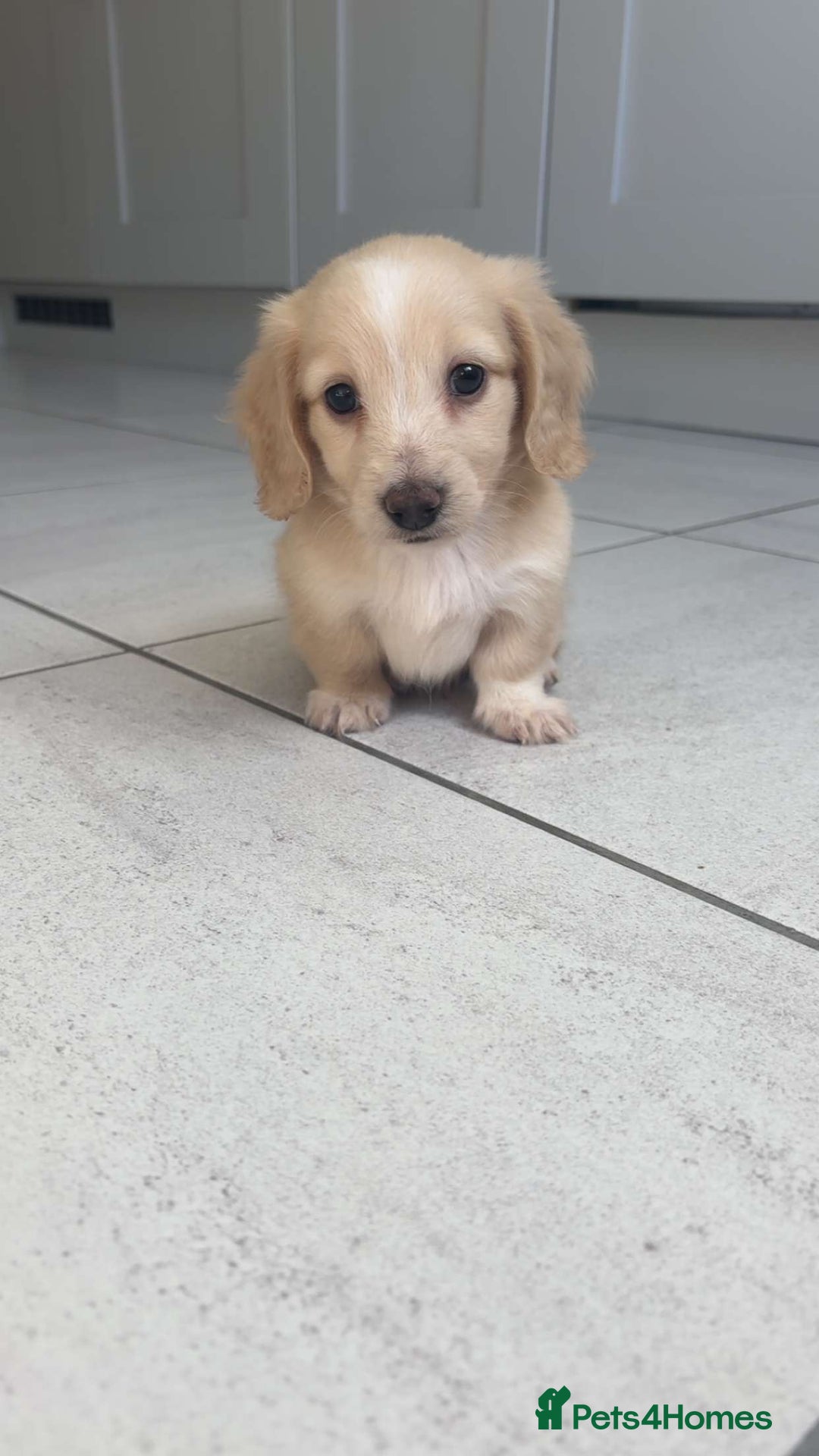 Miniature Dachshund dogs for sale: 2 Beautiful cream dachshunds  - Image 2
