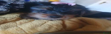 Yorkshire Terrier 3