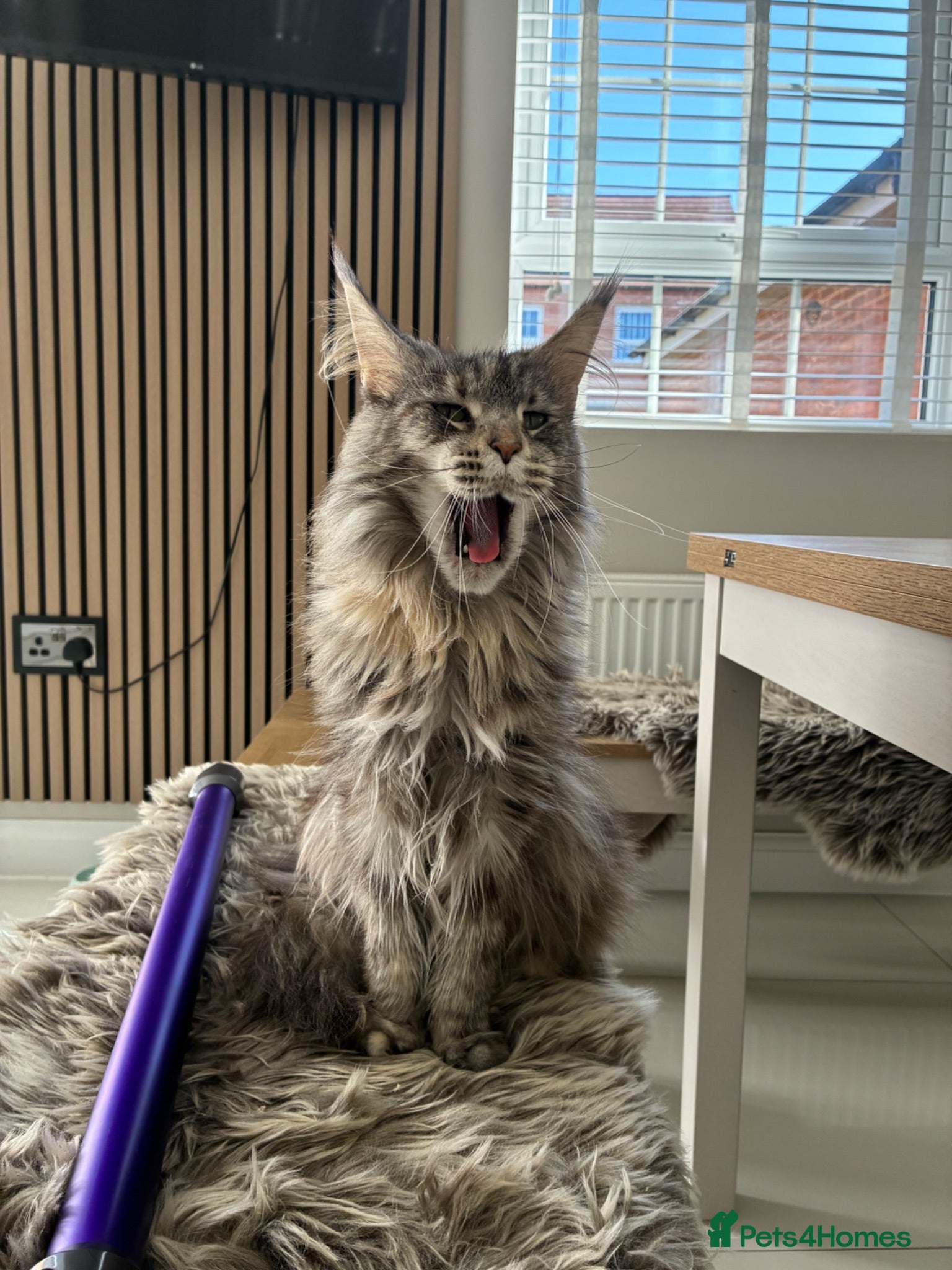 Maine Coon cats Maine Coons - Advert 1