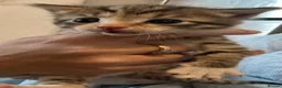 Mixed Breed cats for sale: Half bengal kittens  - Advert 1
