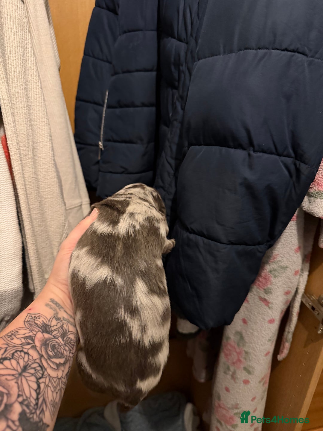 Dachshund dogs for sale: 2 beautiful girls - Image 19