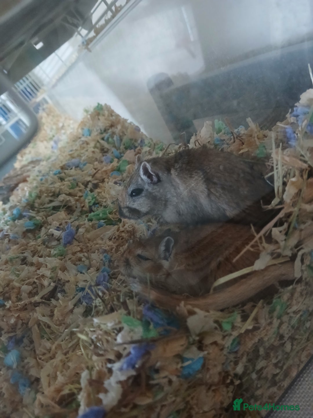 Gerbil rodents for sale: Sisters - Image 3