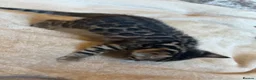 Bengal cats for sale: 🐆2 glitter gene tica bengal left naw ! 🐆 - Advert 8