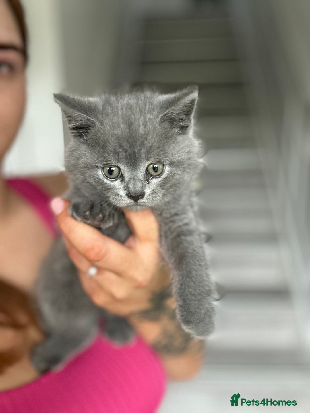 British Shorthair cats for sale: 🐈‍⬛ READY NOW - British Shorthair 🐈‍⬛ - Image 3
