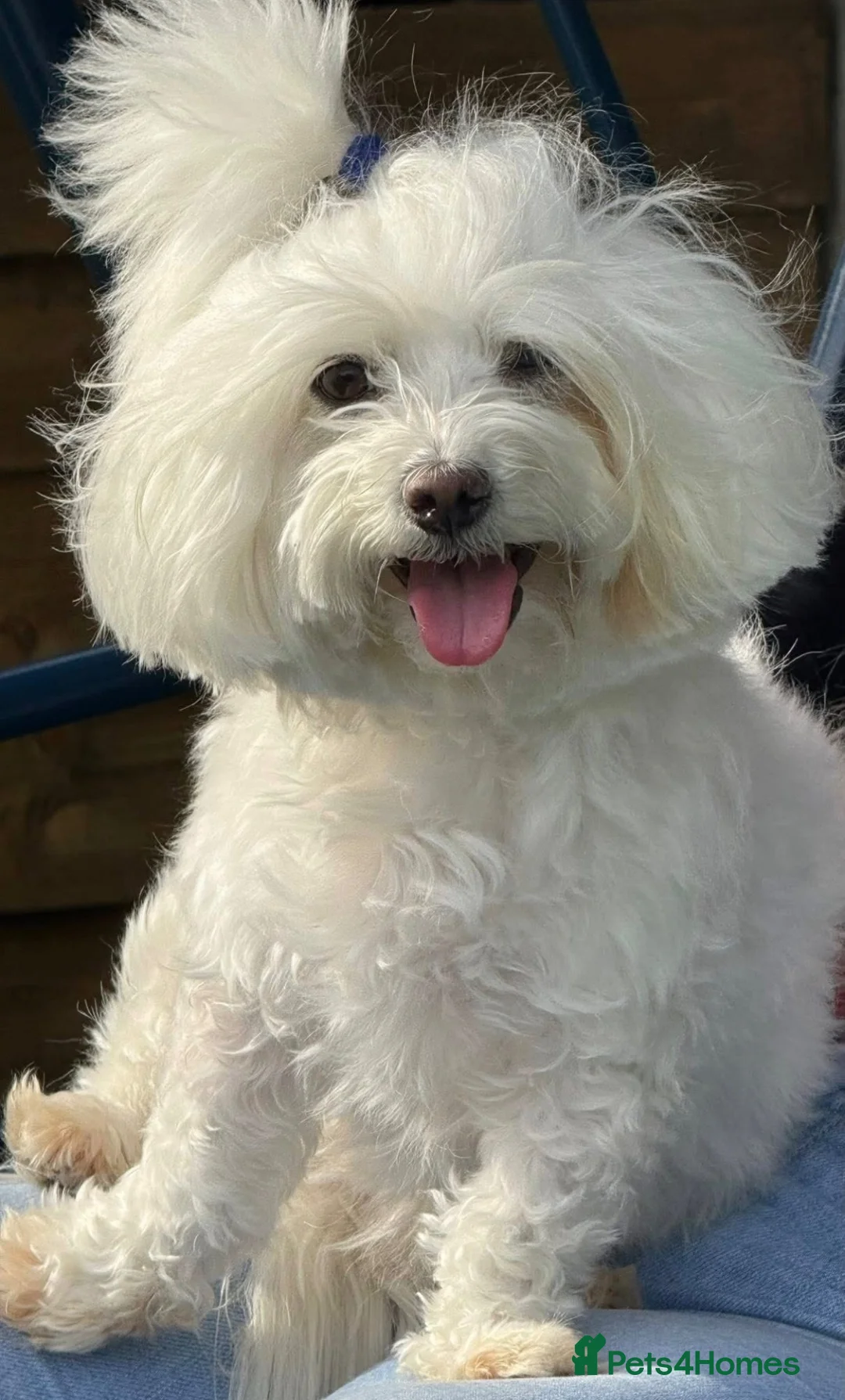 Maltese dogs for sale: KC registered Maltese boy  - Advert 19