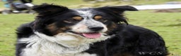 Border Collie dogs for stud: Rough coated , Tri colour Border Collie at Stud.  - Advert 5
