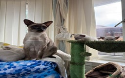 Siamese cats for sale: Siamese seal points  - Image 9