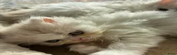 Persian cats for sale: Stunning kittens - Advert 7